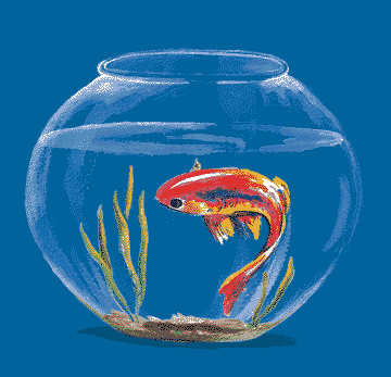 fish in fishbowl