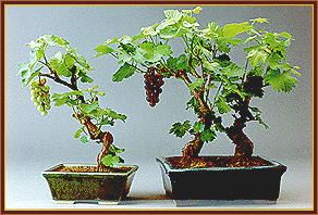 Miniature Grapevines of California